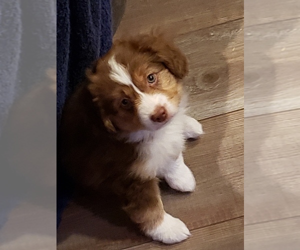 Medium Photo #1  Breeder Profile in CARVER, MN, USA