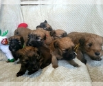 Small Photo #8  Breeder Profile in LOUISVILLE, KY, USA