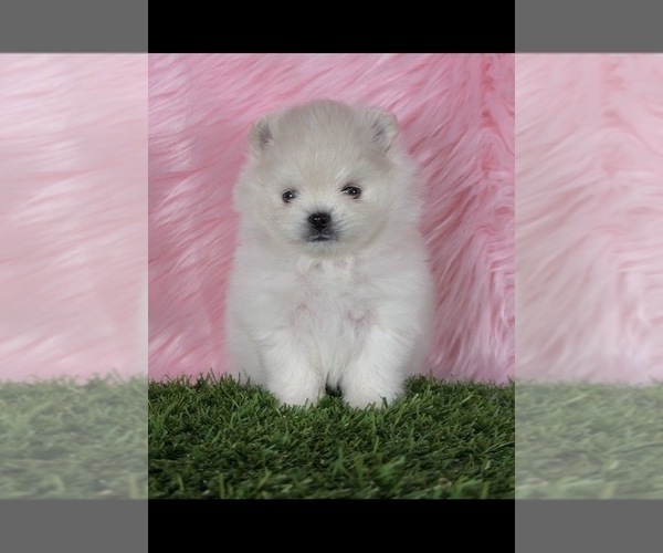 Medium Photo #21  Breeder Profile in KENNESAW, GA, USA