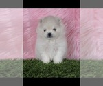 Small #20 Breeder Profile image