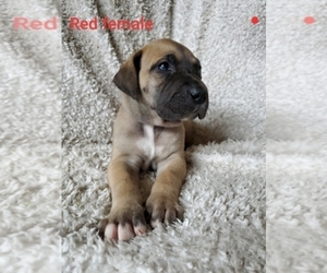 Main photo of Great Dane Dog Breeder near EAST SPARTA, OH, USA