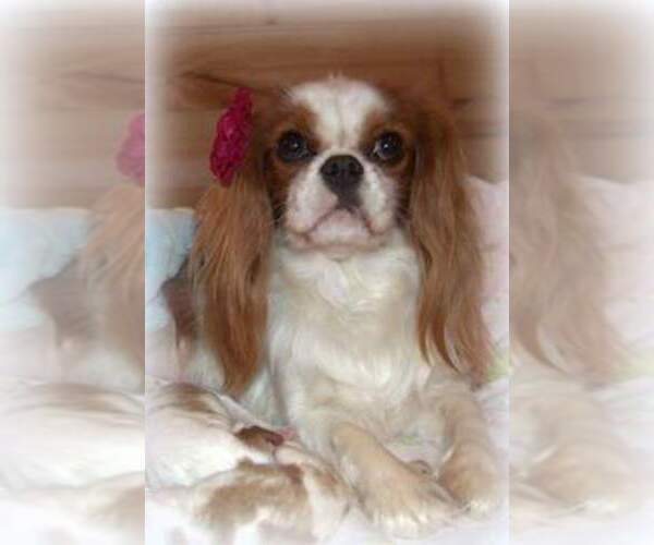 Medium Photo #1  Breeder Profile in SEYMOUR, MO, USA