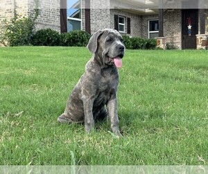 Cane Corso Dog Breeder near WEATHERFORD, TX, USA
