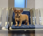 Small #11 Breeder Profile image