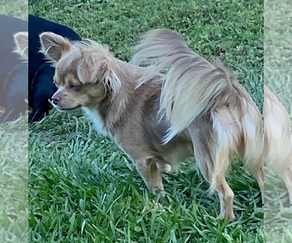 Medium Photo #37  Breeder Profile in HOMERVILLE, GA, USA