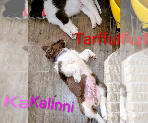 Medium Photo #8  Breeder Profile in LAS VEGAS, NV, USA