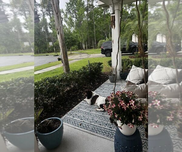 Medium Photo #62  Breeder Profile in HORTENSE, GA, USA
