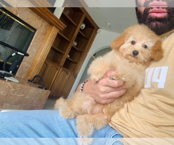 Medium Photo #4  Breeder Profile in VICTORVILLE, CA, USA