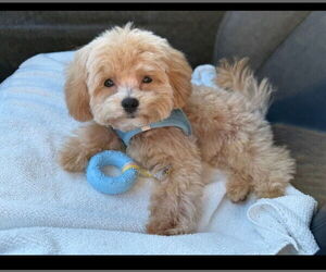 Maltipoo Dog Breeder near HOBE SOUND, FL, USA
