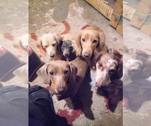 Medium Breeder Profile Photo