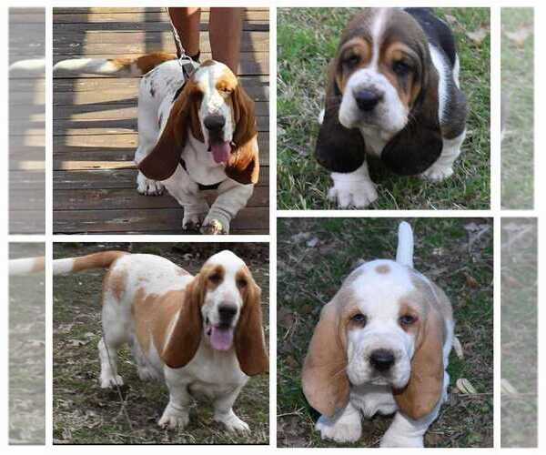 Medium Photo #4  Breeder Profile in CAMERON, OK, USA