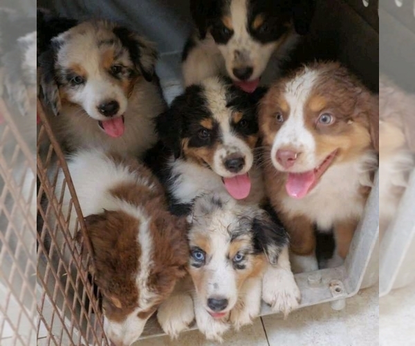 Medium Photo #1  Breeder Profile in WELDA, KS, USA