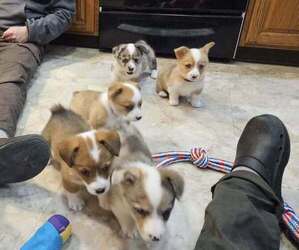 American Corgi Dog Breeder near WARRENS, WI, USA