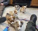 Small breeder photo