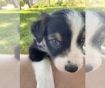 Small #8 Breeder Profile image