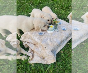 English Cream Golden Retriever-Labrador Retriever Mix Dog Breeder near LYLES, TN, USA