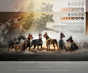 Doberman Pinscher Dog Breeder near FORT LAUDERDALE, FL, USA