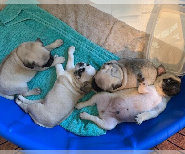 Medium Photo #1  Breeder Profile in MANCHESTER, MI, USA