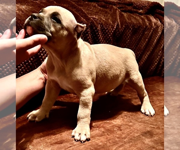 Medium Photo #7  Breeder Profile in FORT MITCHELL, AL, USA