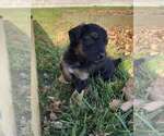 Small breeder photo