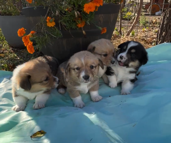 Medium Photo #3  Breeder Profile in MIDLOTHIAN, TX, USA