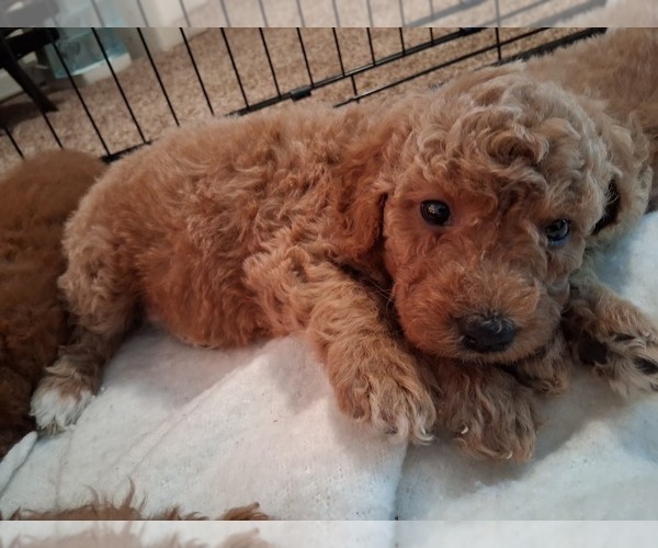 Medium Photo #77  Breeder Profile in GASTONIA, NC, USA