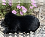 Small #4 Breeder Profile image