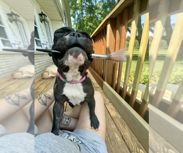 Medium Photo #5  Breeder Profile in BIG RAPIDS, MI, USA