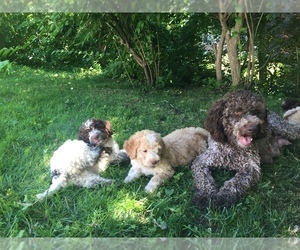 Lagotto Romagnolo Dog Breeder near EDGEMONT, NY, USA