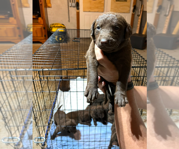 Medium Photo #10  Breeder Profile in FLOYD, VA, USA