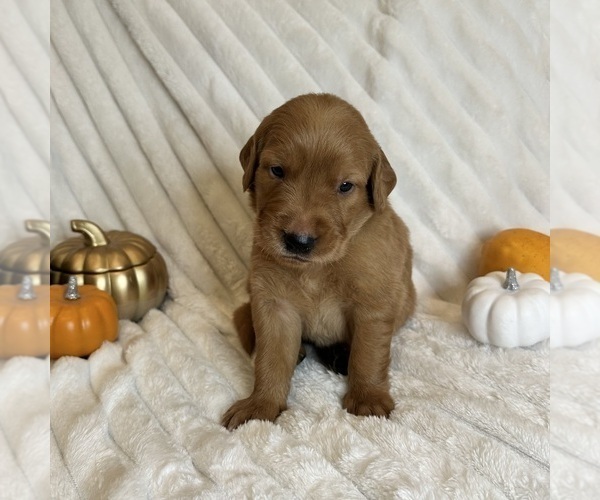 Medium Photo #8  Breeder Profile in SHINGLE SPRINGS, CA, USA