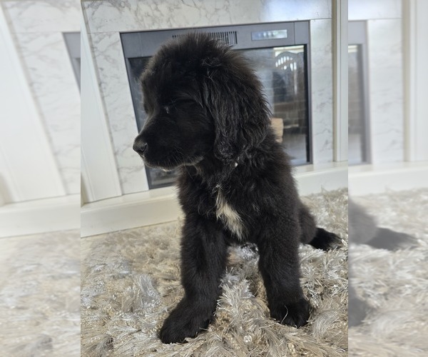 Medium Photo #27  Breeder Profile in TILTON, IL, USA
