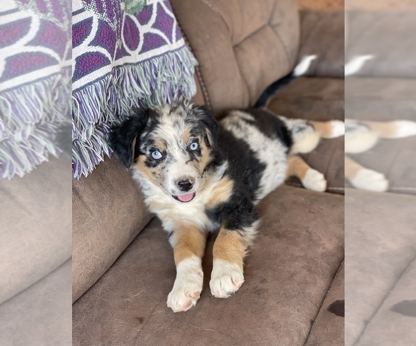 Medium Photo #17  Breeder Profile in SANDY VALLEY, NV, USA
