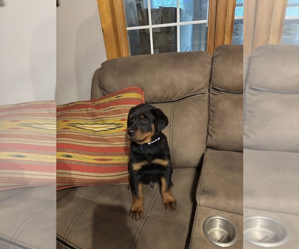 Medium Photo #9  Breeder Profile in WHITNEY, NE, USA