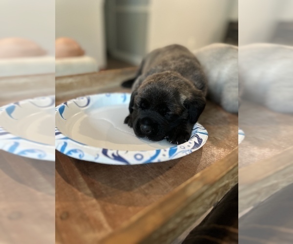 Medium Photo #8  Breeder Profile in WOODSTOCK, GA, USA
