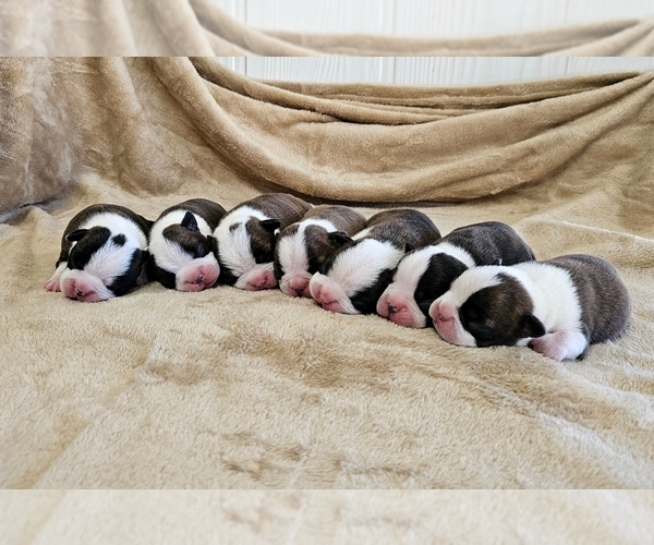 Medium Photo #1  Breeder Profile in MULBERRY, AR, USA