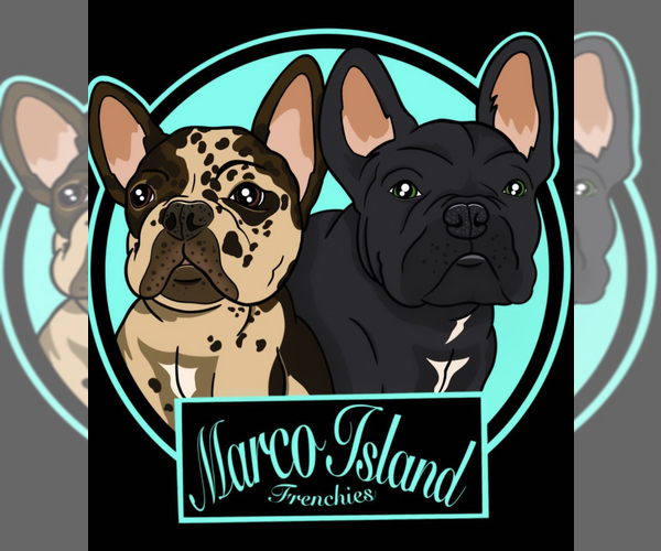 Medium Photo #1  Breeder Profile in NAPLES, FL, USA