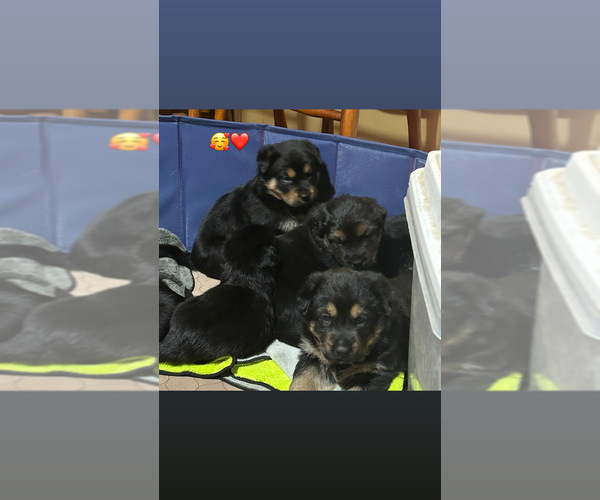 Medium Photo #1  Breeder Profile in GERTON, NC, USA