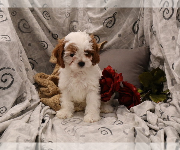Medium Photo #28  Breeder Profile in THORP, WI, USA