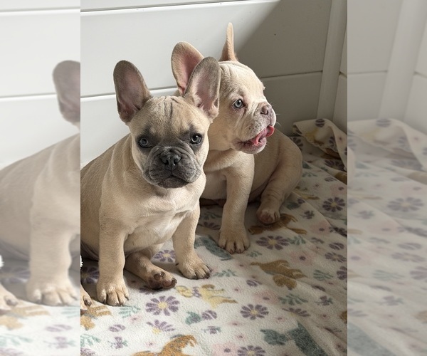 Medium Photo #6  Breeder Profile in OZARK, AL, USA
