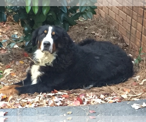 Medium Photo #1  Breeder Profile in ABBEVILLE, SC, USA