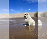 Small #14 Breeder Profile image