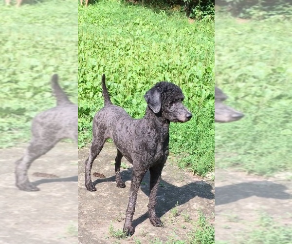 Medium Photo #54  Breeder Profile in LAKE GEORGE, NY, USA