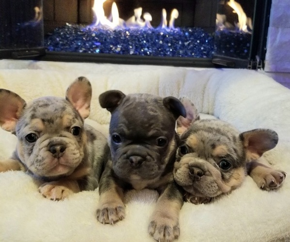 Medium Photo #48  Breeder Profile in LAS VEGAS, NV, USA