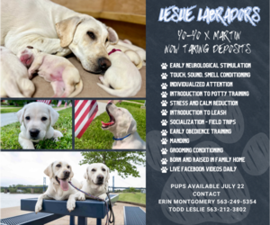 Labrador Retriever Dog Breeder near CLINTON, IA, USA