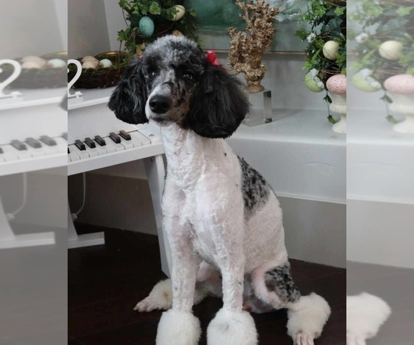 Medium Photo #10  Breeder Profile in CITRUS HEIGHTS, CA, USA