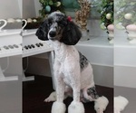 Small #9 Breeder Profile image