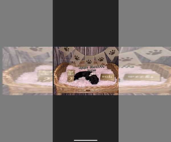 Medium Photo #34  Breeder Profile in MORRISTON, FL, USA