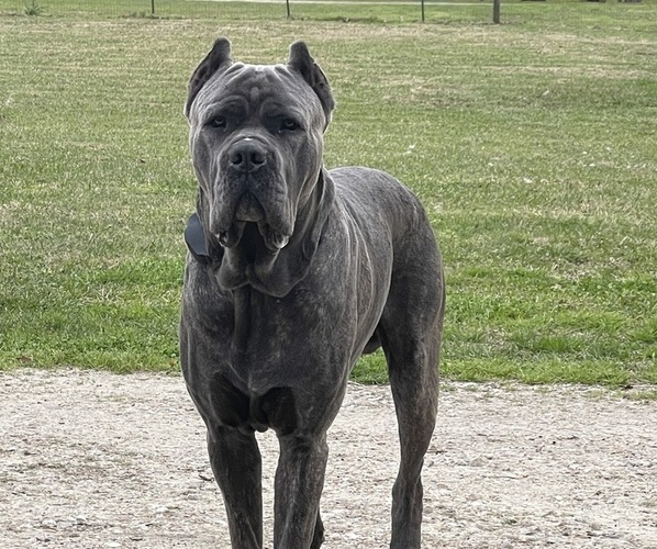 Medium Photo #21  Breeder Profile in DAYTON, TX, USA