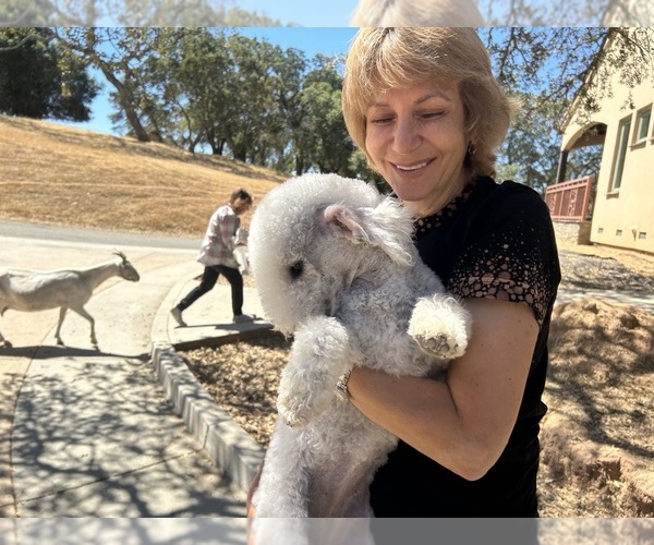 Medium Photo #1  Breeder Profile in SAN JOSE, CA, USA
